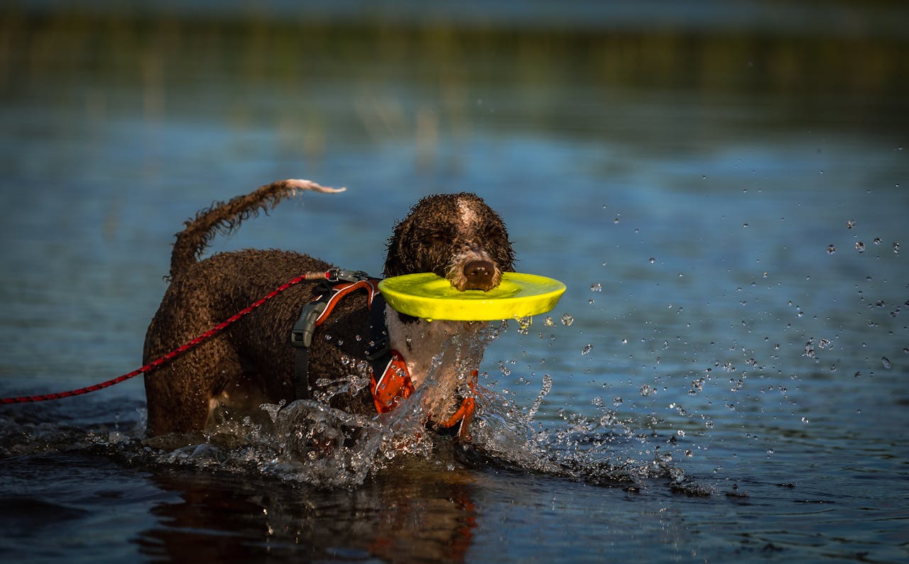 Playful dog retrieving a yellow frisbee in water, splashing around in a sunny outdoor setting.